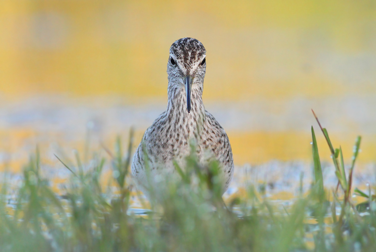 Wood Sandpiper
