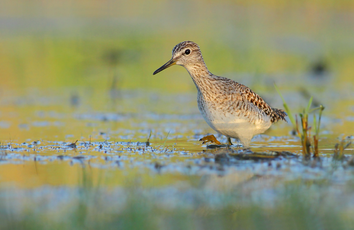 Wood Sandpiper