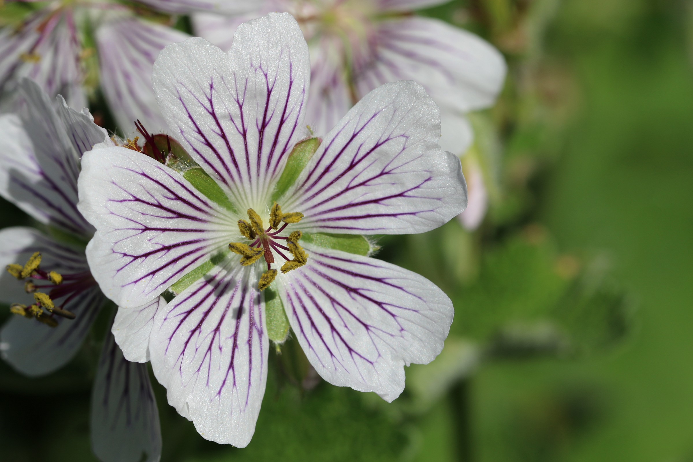 Geranium renarardii