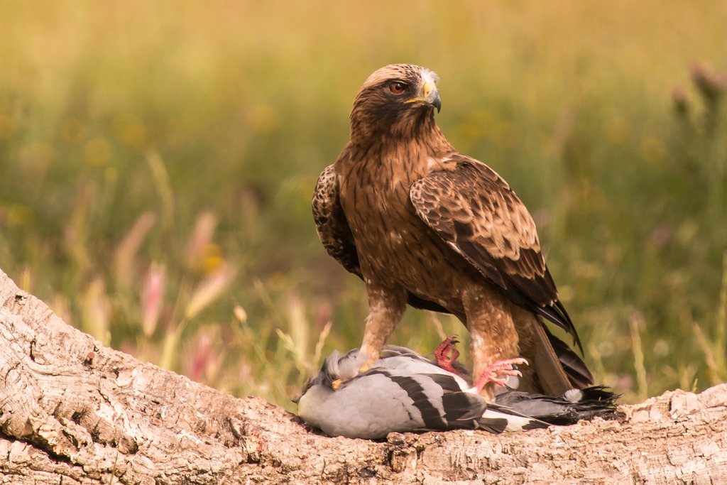 Aquila Minore (morfismo scuro)