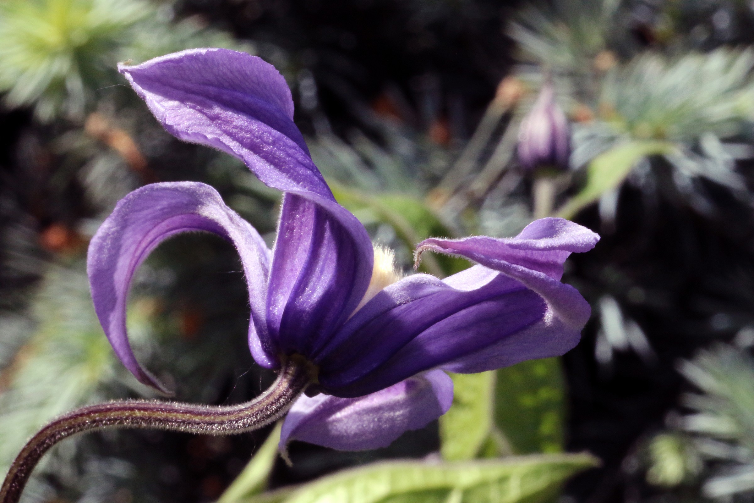 Clematis integrifolia