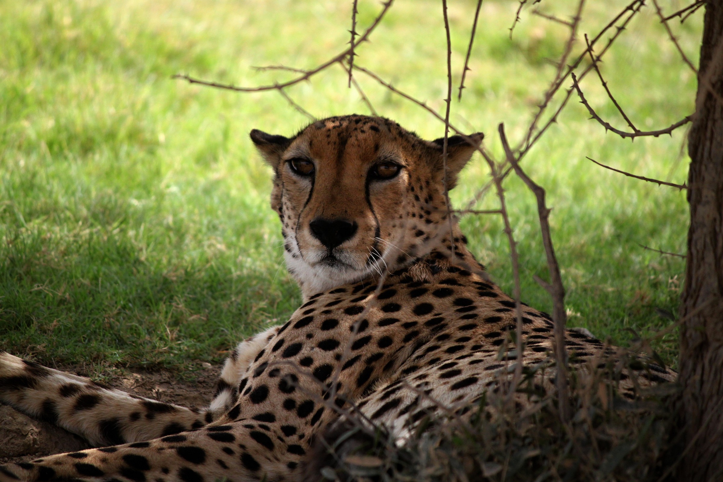 Cheetah "sly"