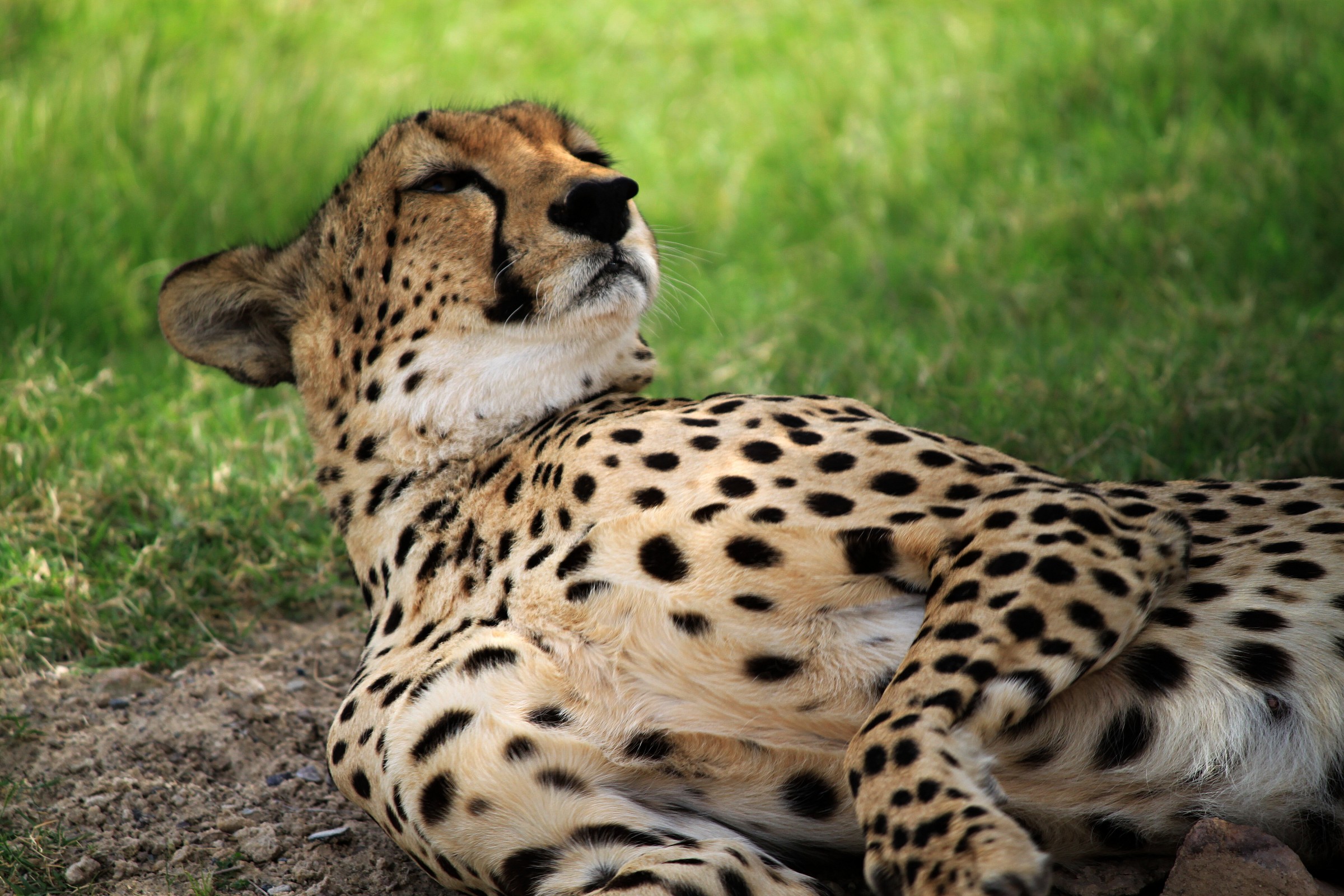 Cheetah family Felidae