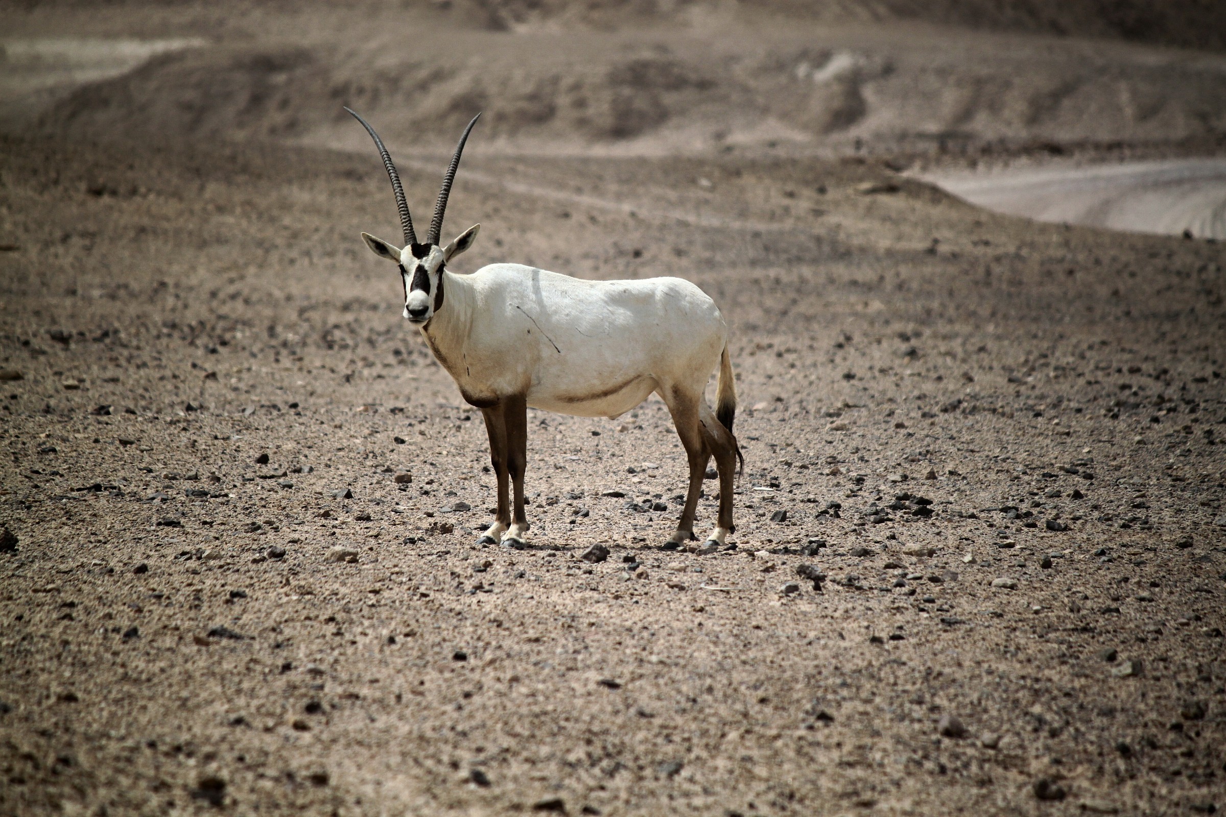 Look who's watching you