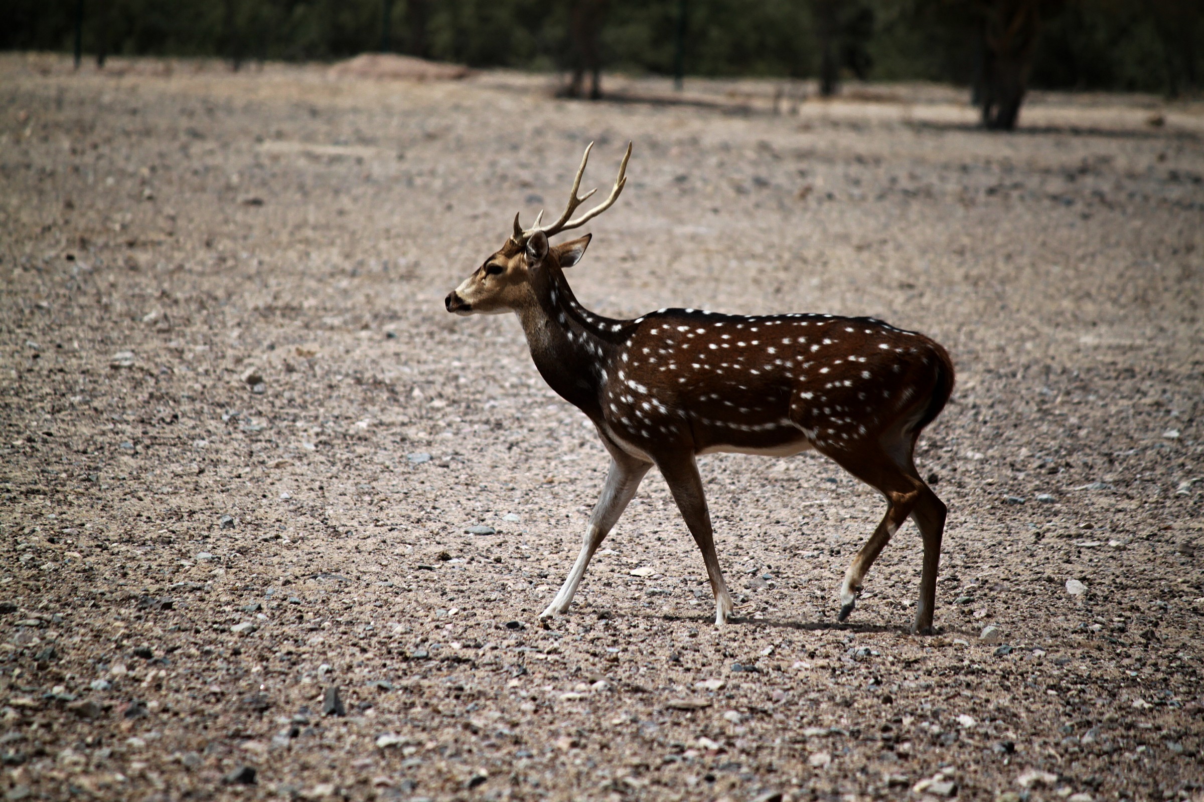 Arabian Wildlife Park