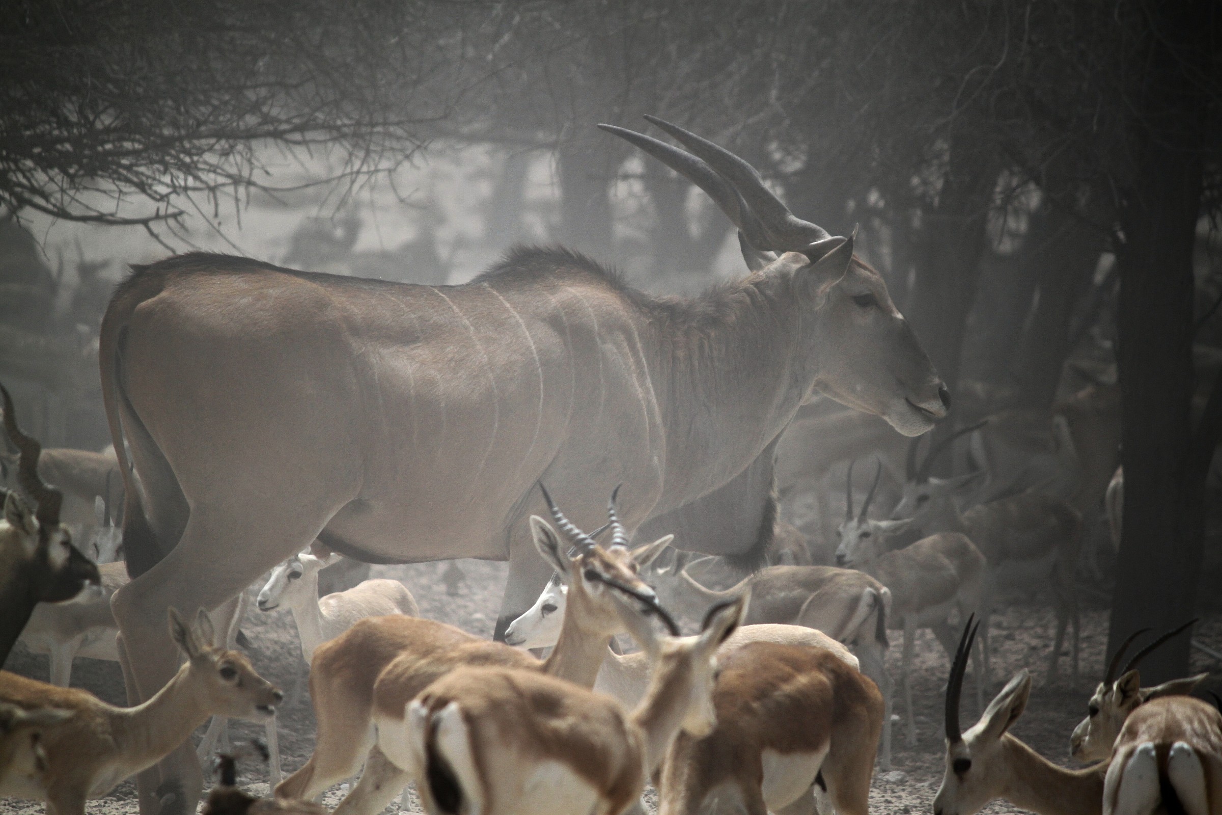 Safari in Sir Bani Yas Island