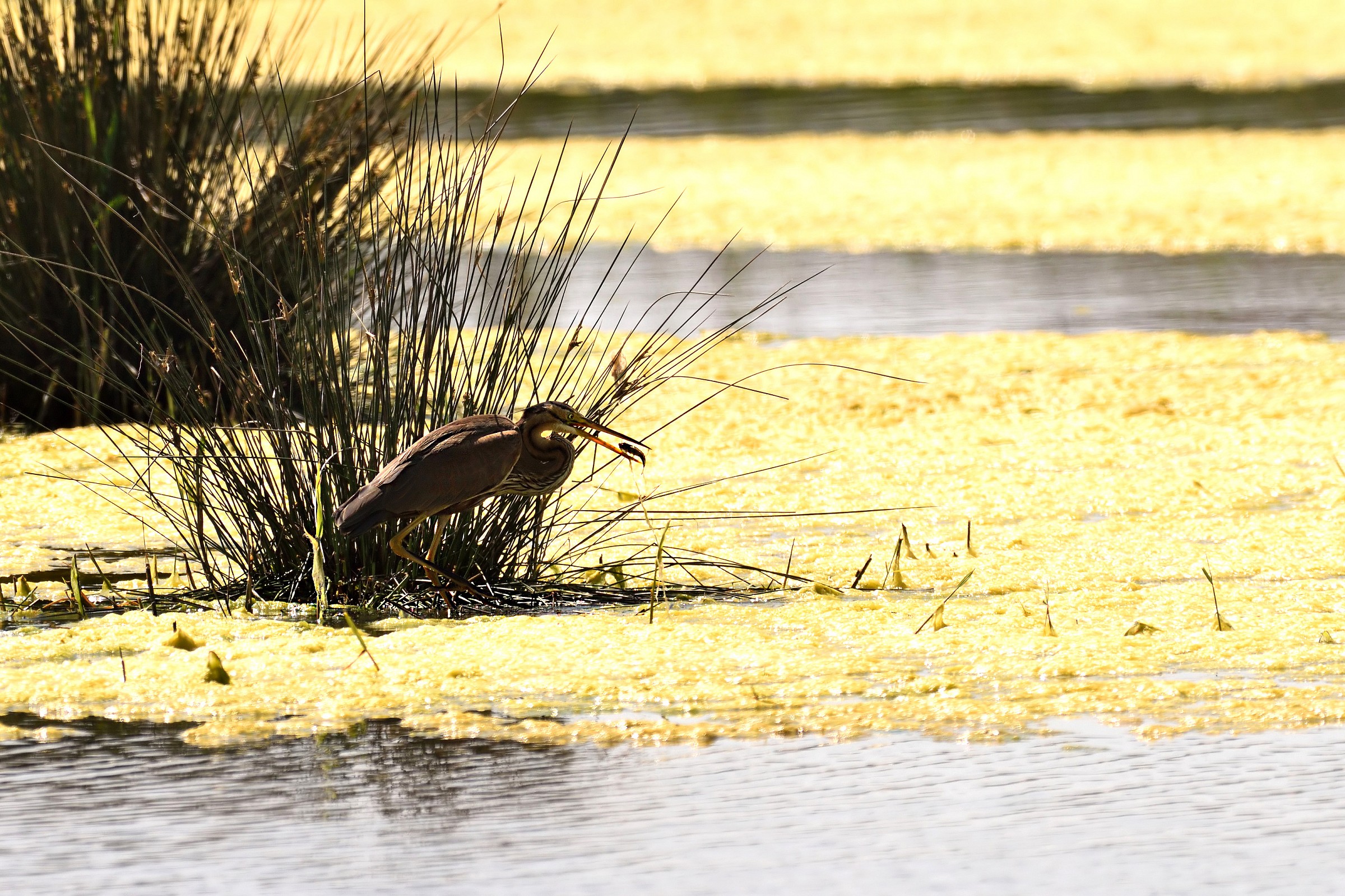 Purple Heron with prey