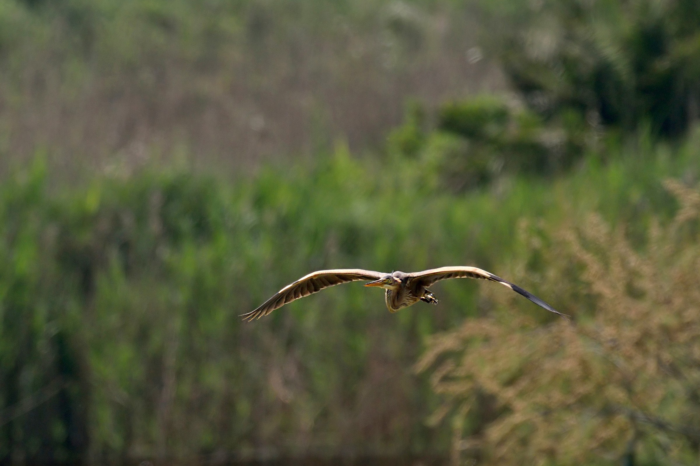 Purple Heron in flight