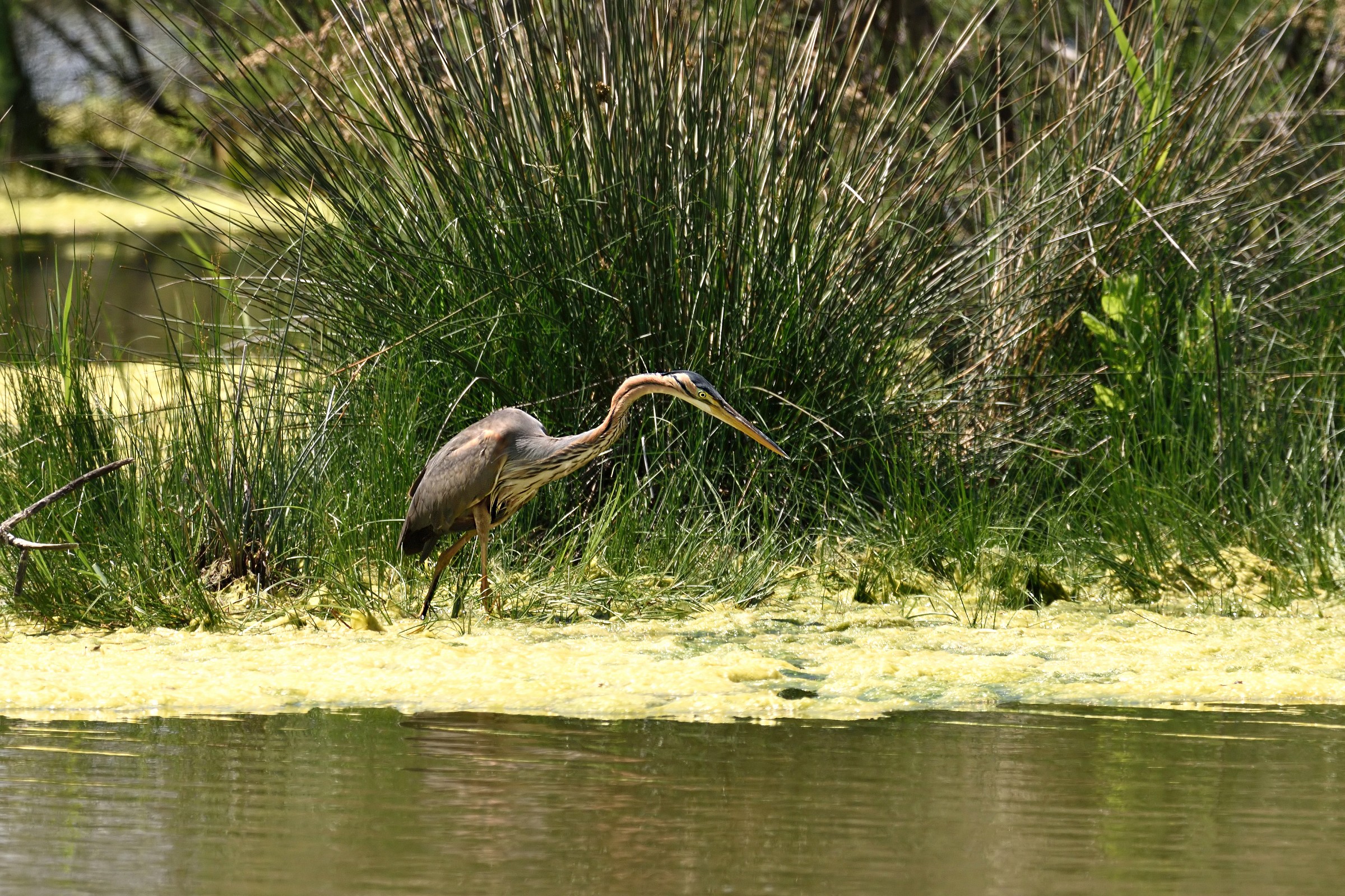 Purple Heron