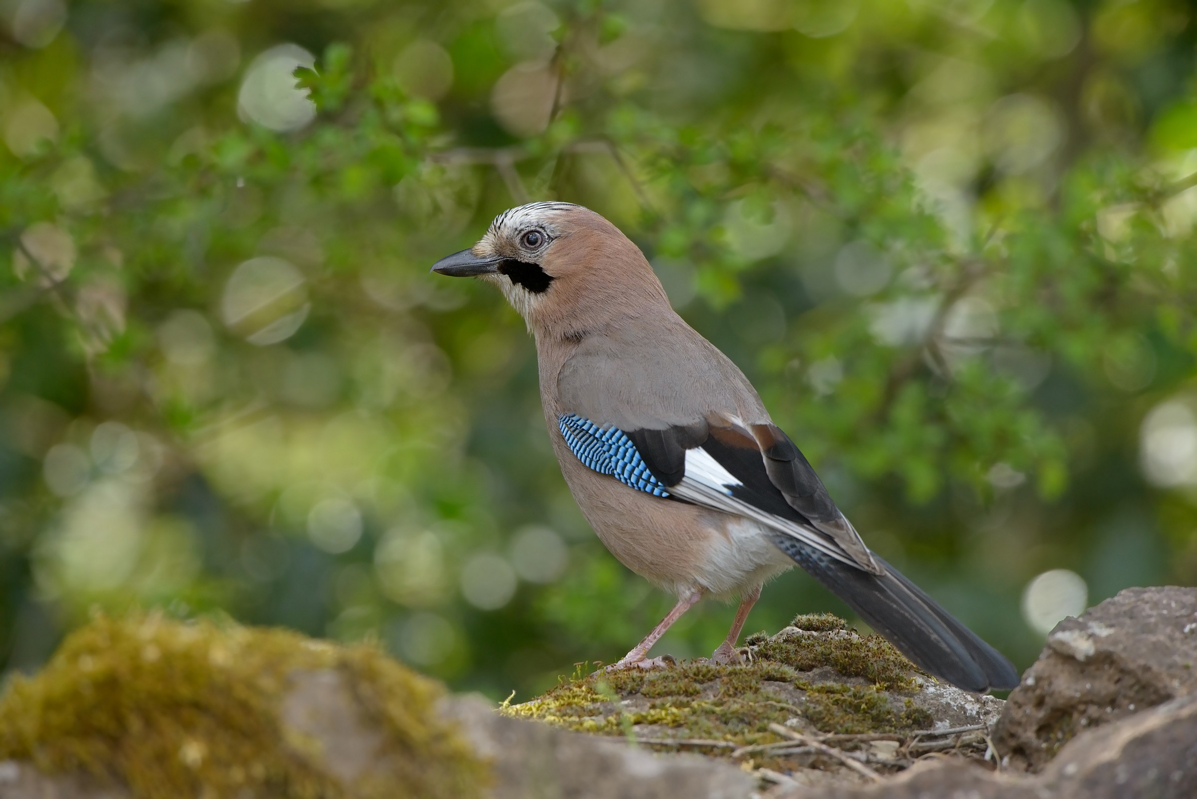 ghiandaia di sardegna