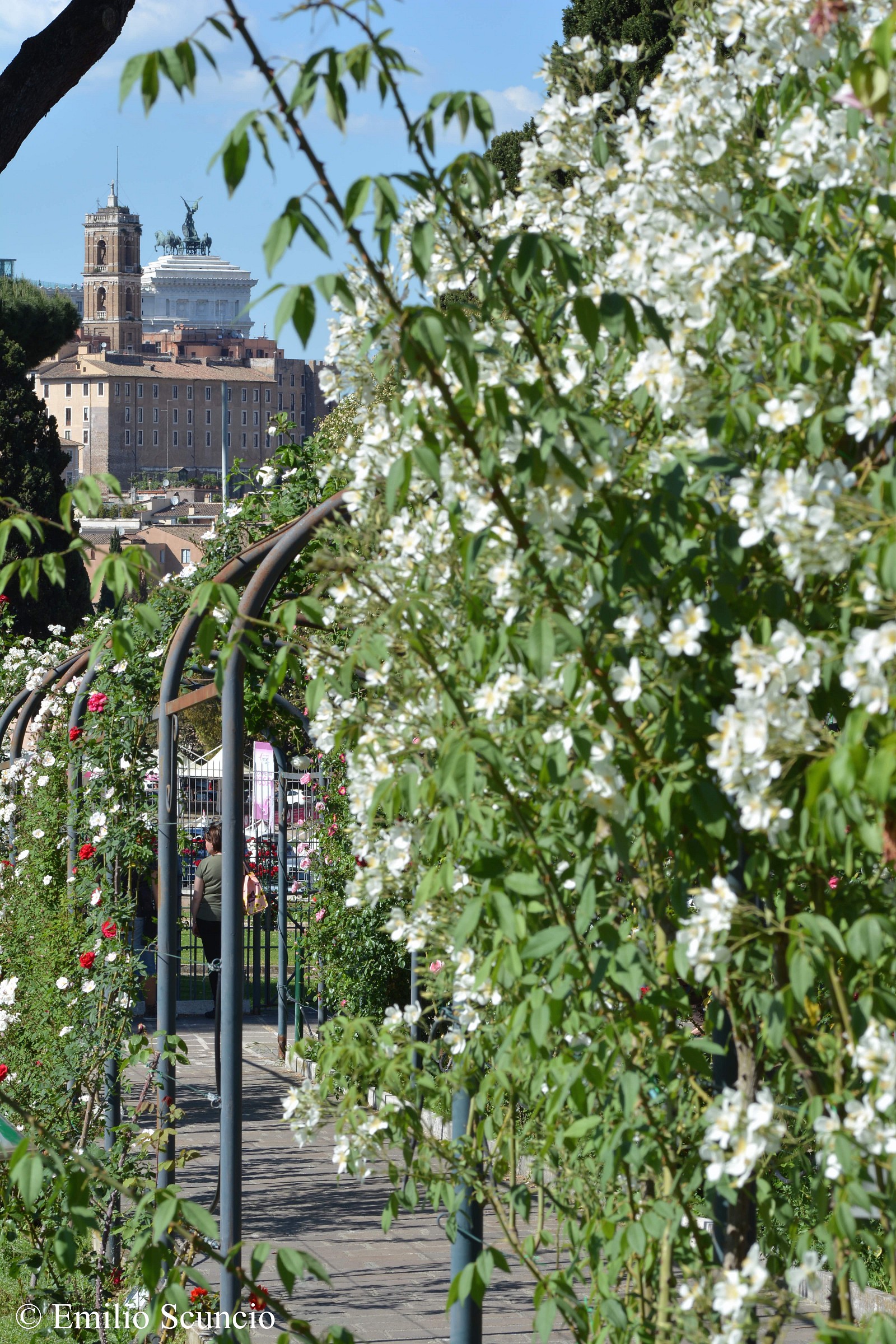 Roseto comunale Roma