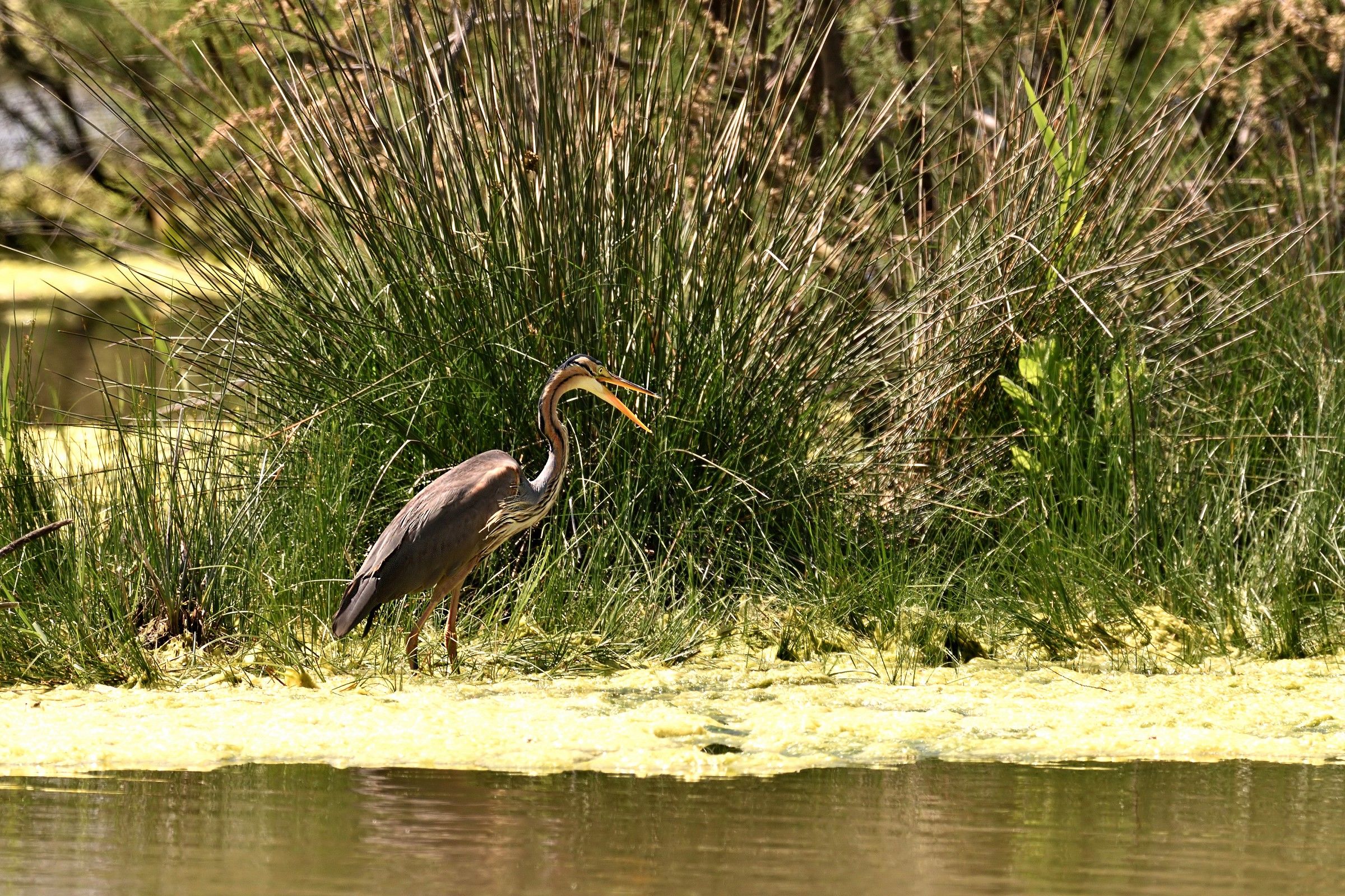 Purple Heron