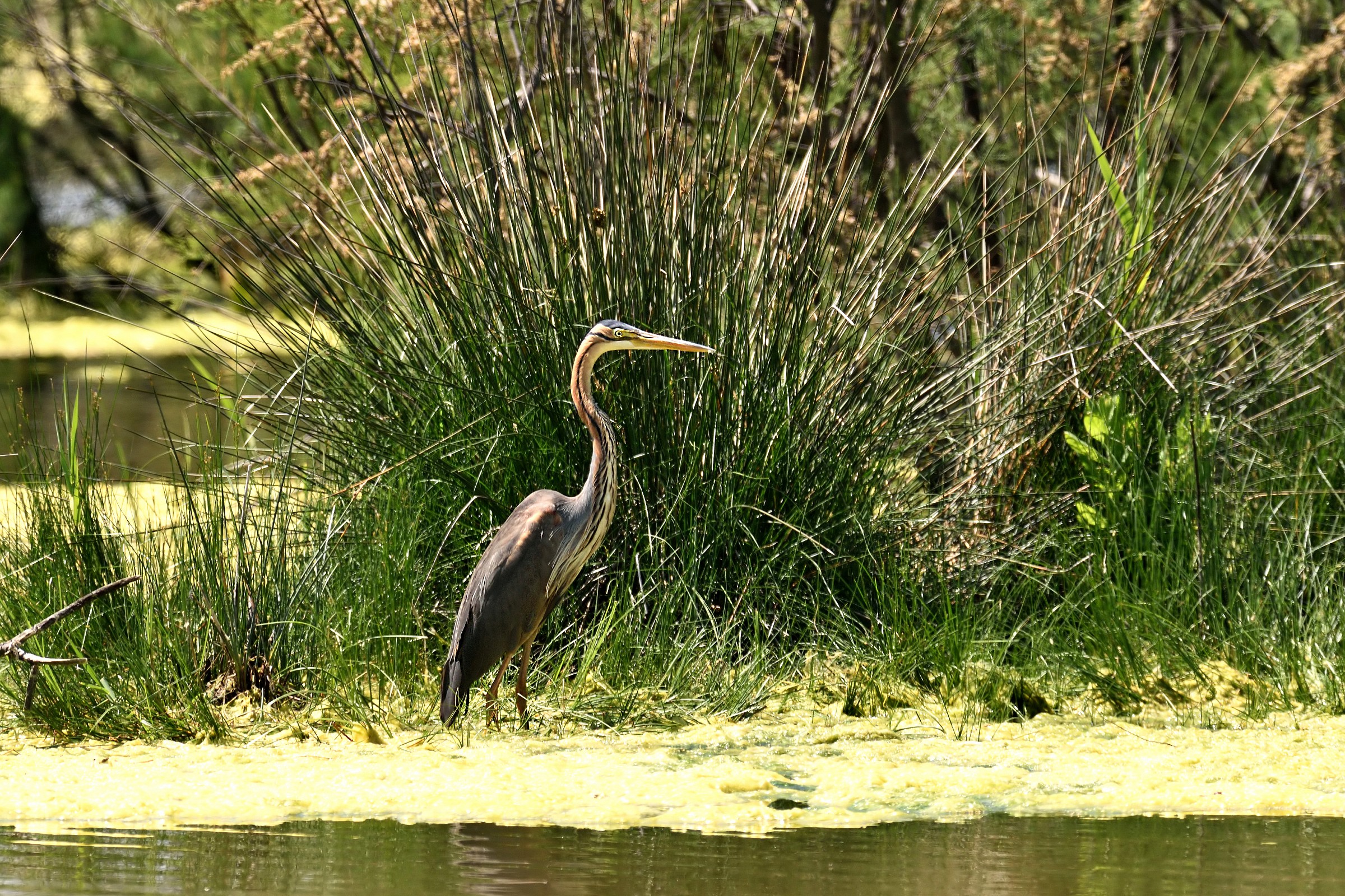 Purple Heron