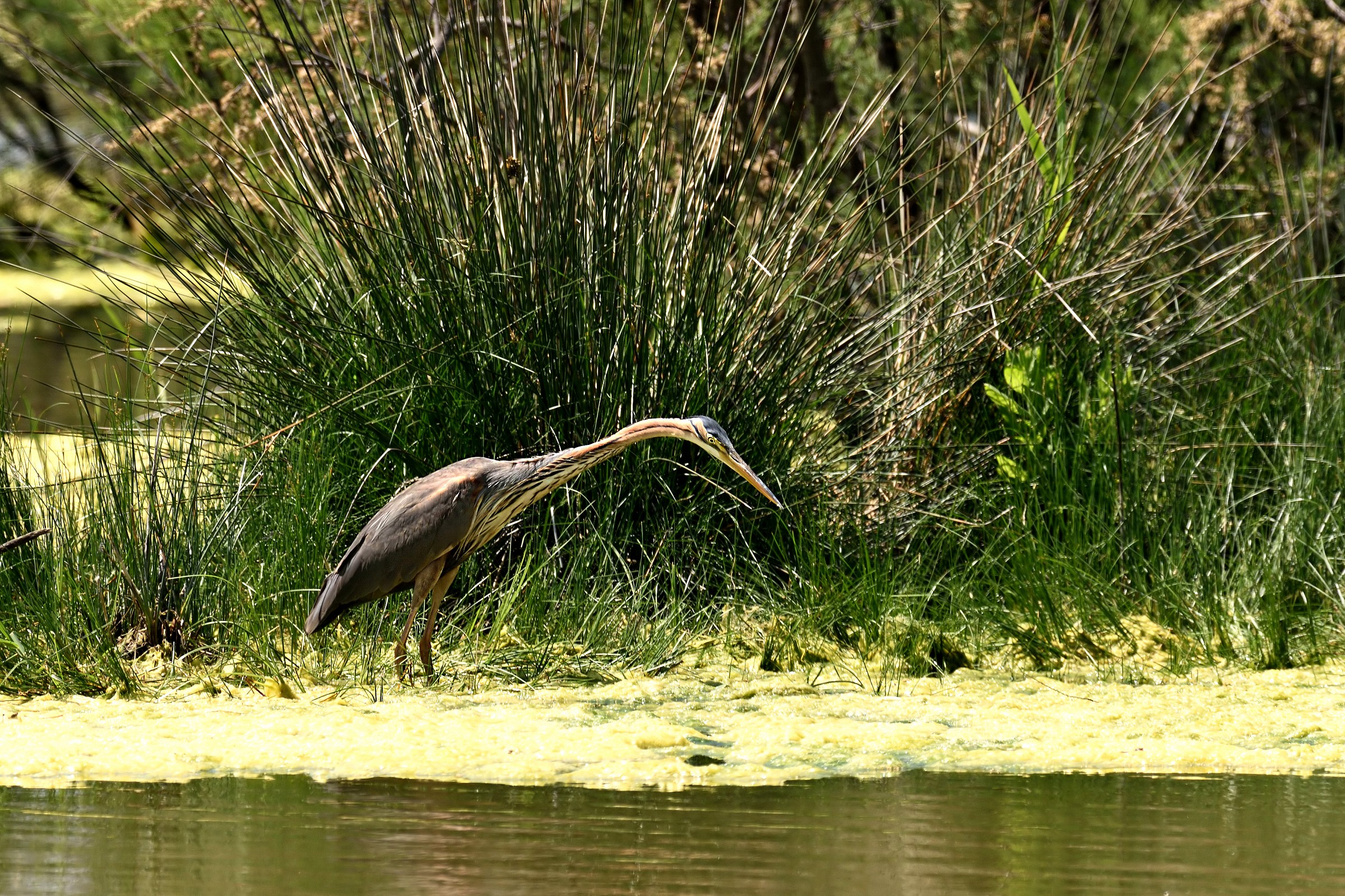 Purple Heron