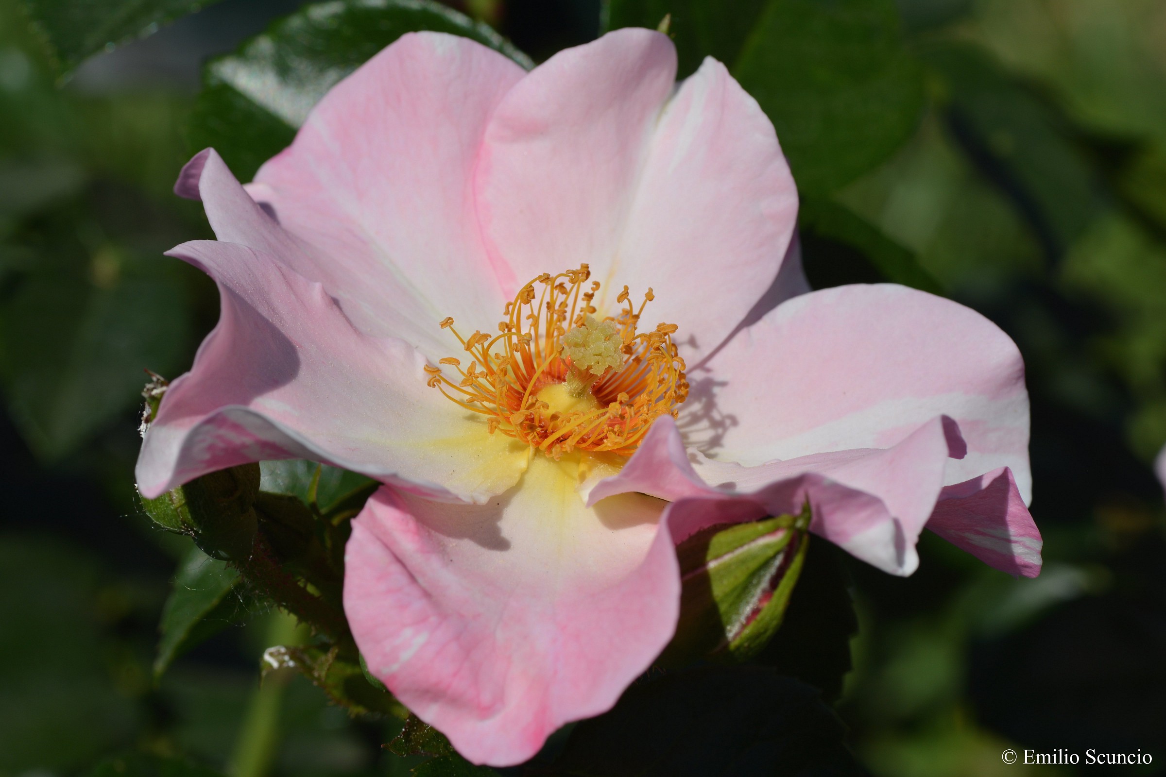 Rosa roseto comunale Roma