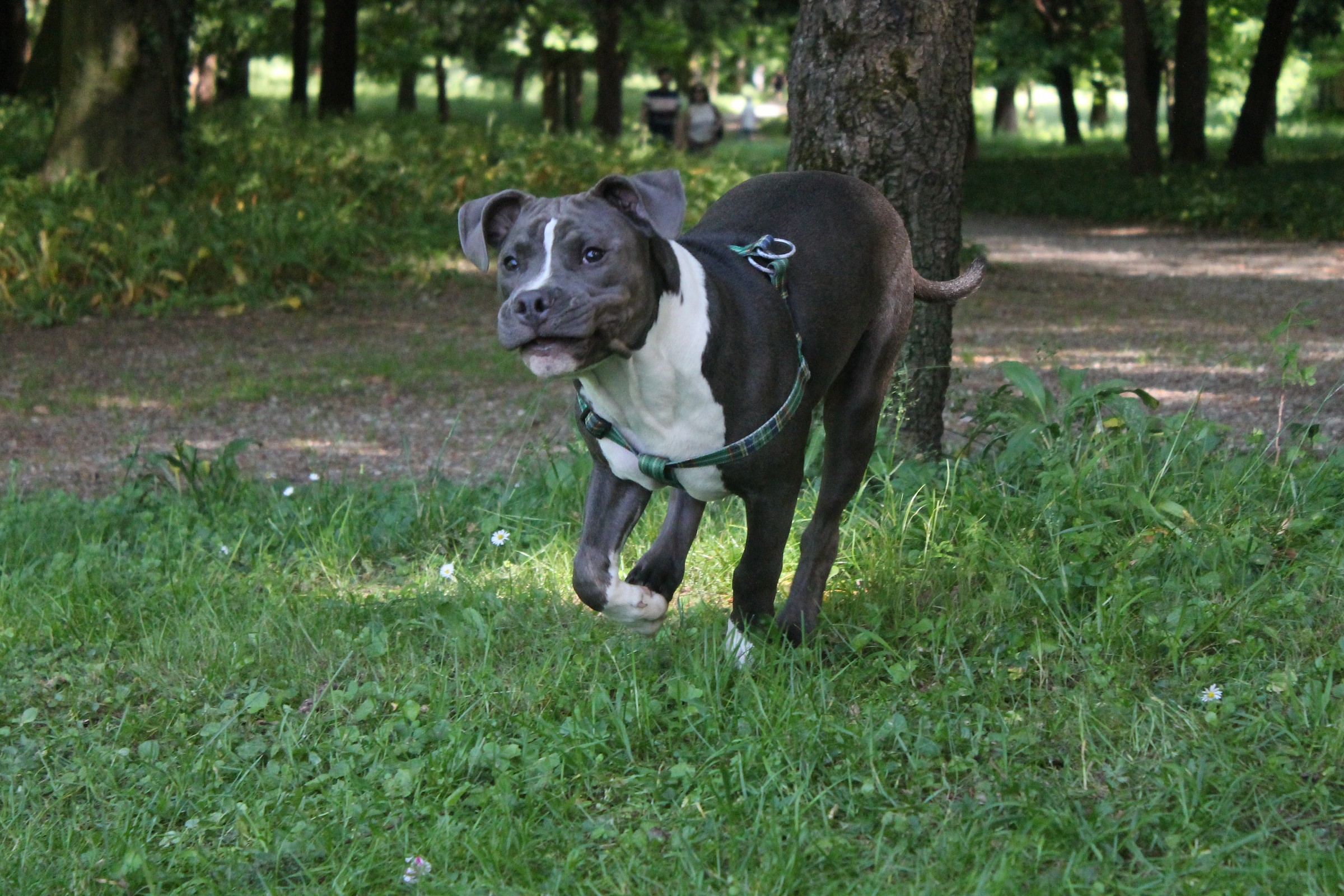 Leroy - American Bully
