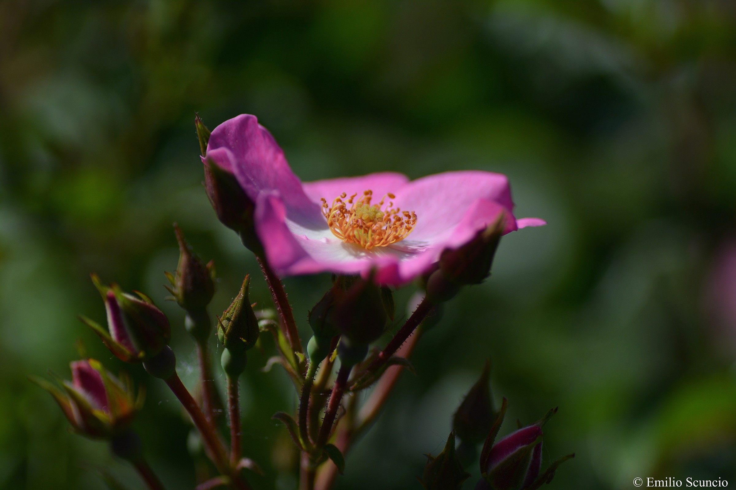 Rosa roseto comunale Roma