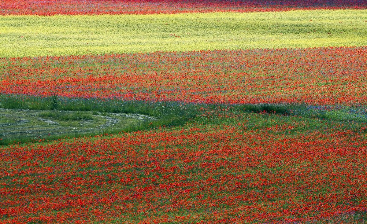 Some poppy ... so casually!