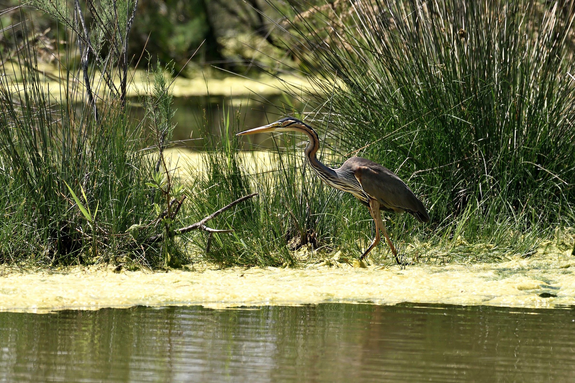 Purple Heron