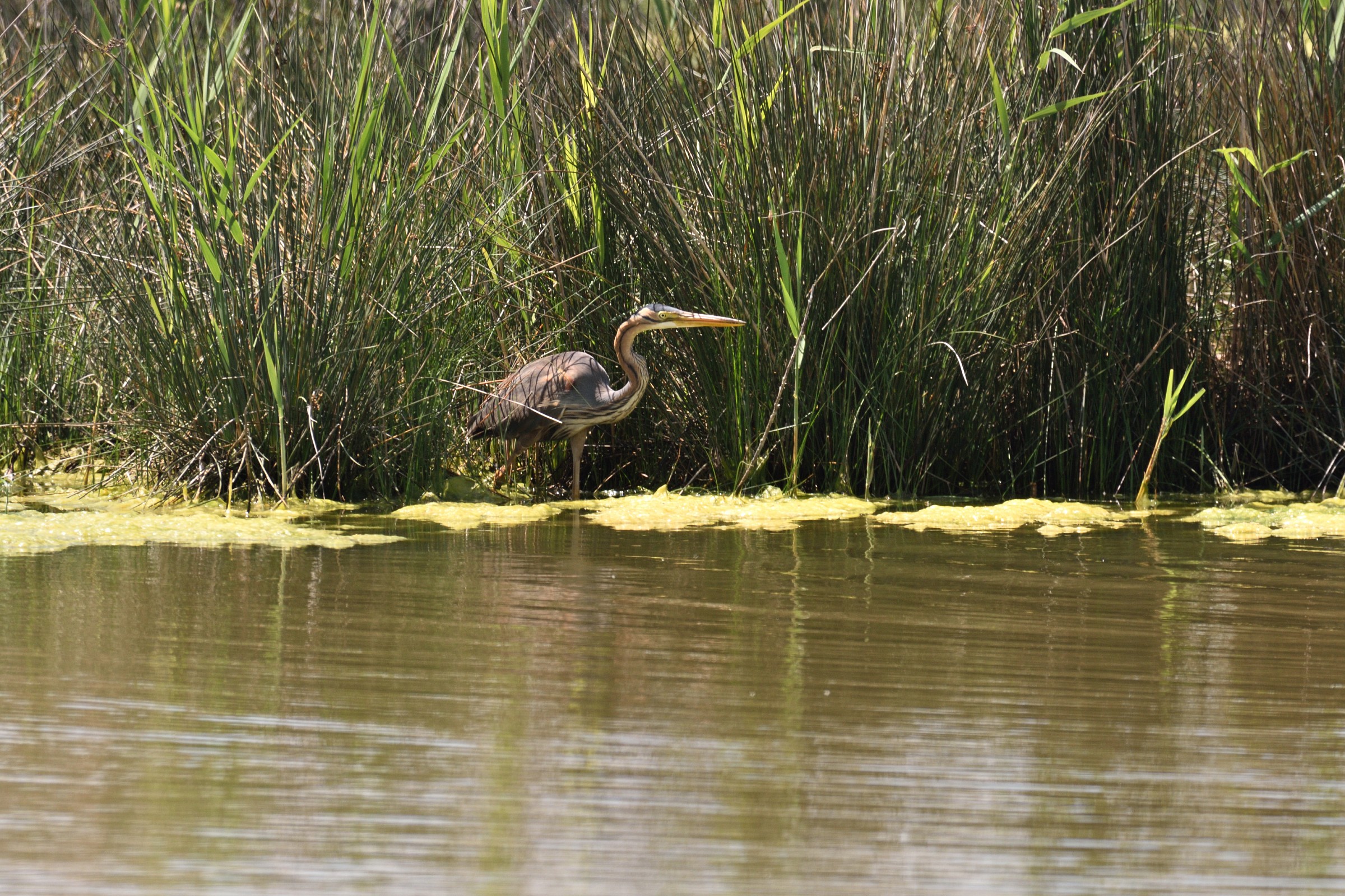 Purple Heron