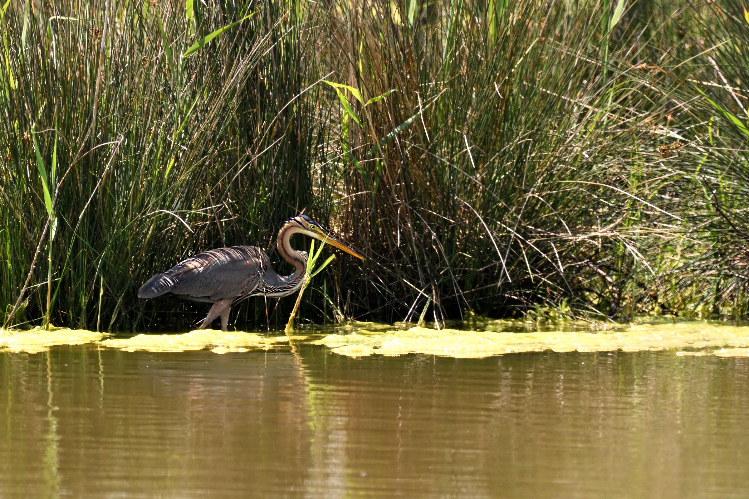 Purple Heron