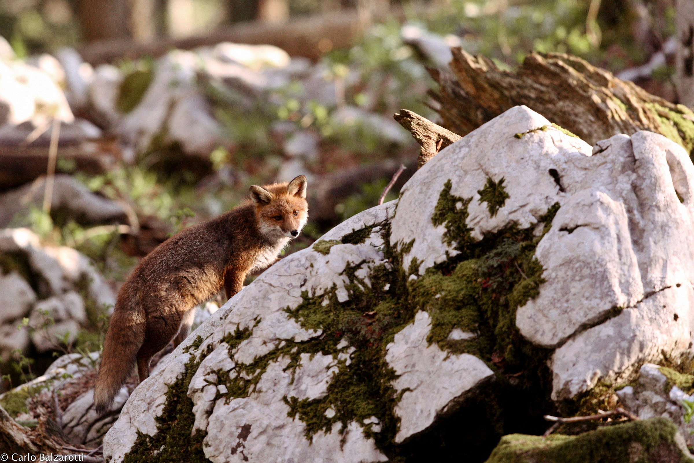 Fox among the rocks