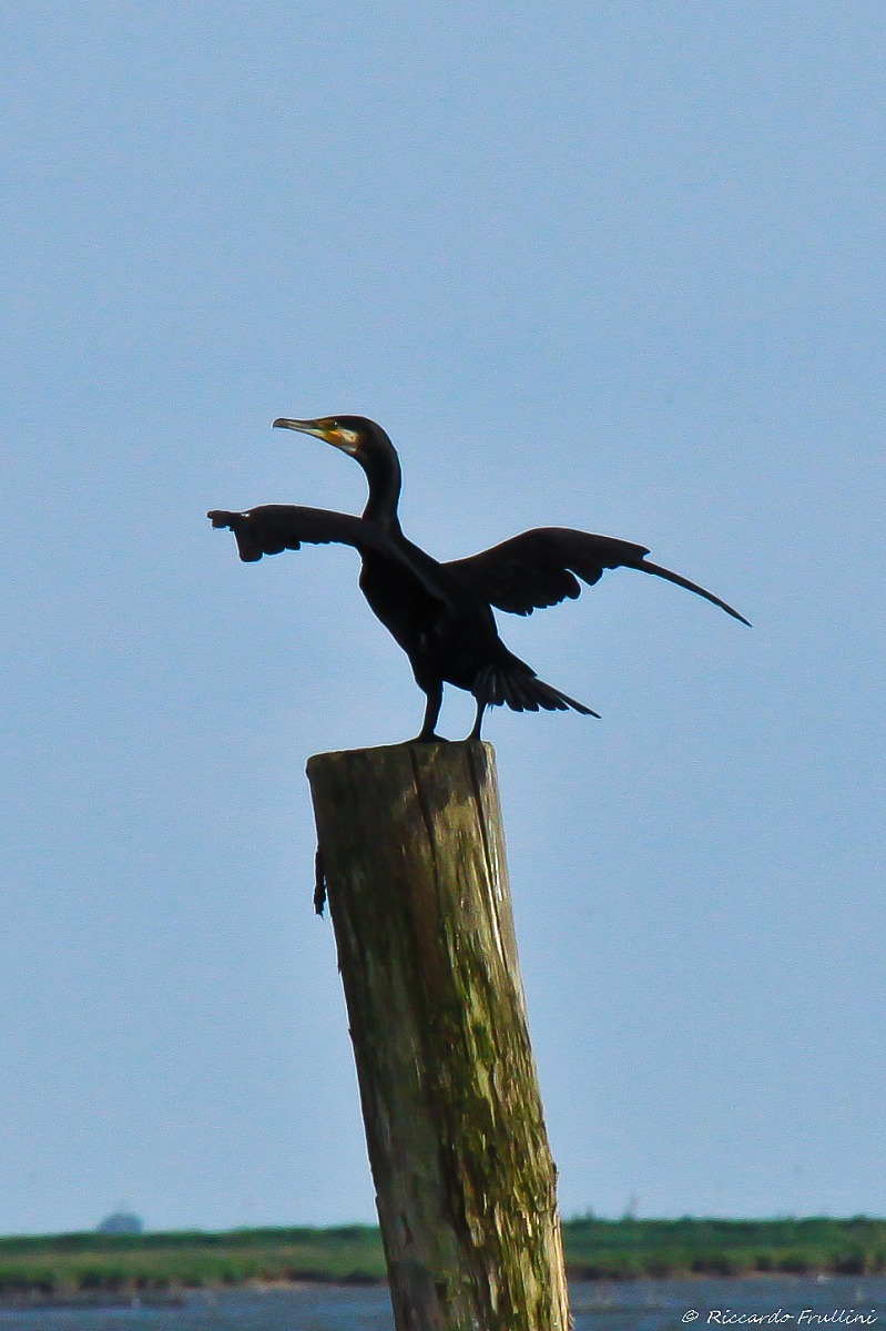 Cormorant