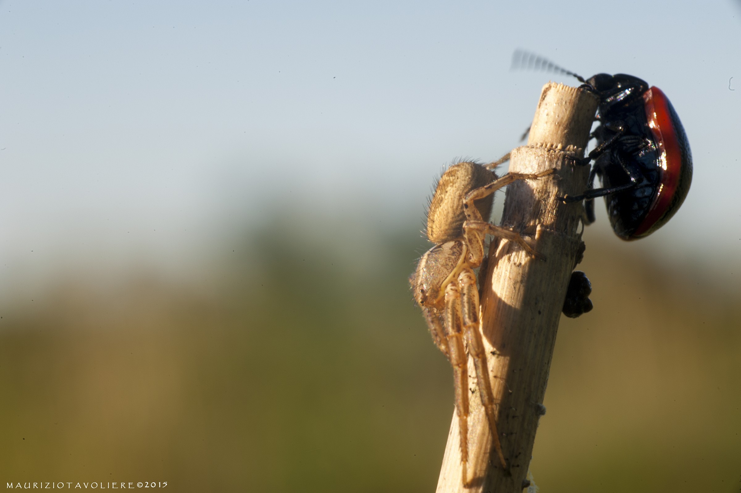 Chrysolina rossia e Xysticus sp.