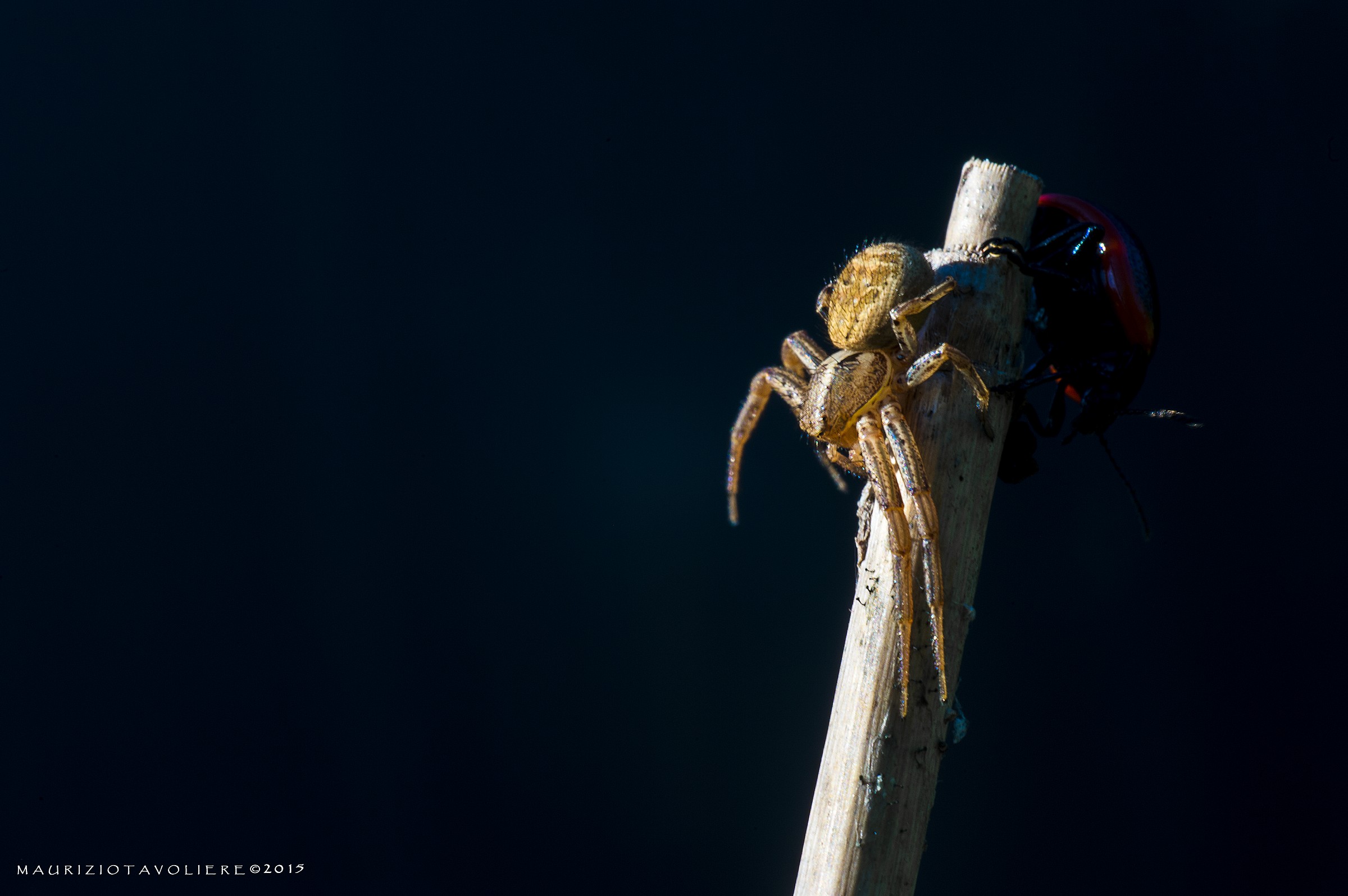 Chrysolina rossia e Xysticus sp.