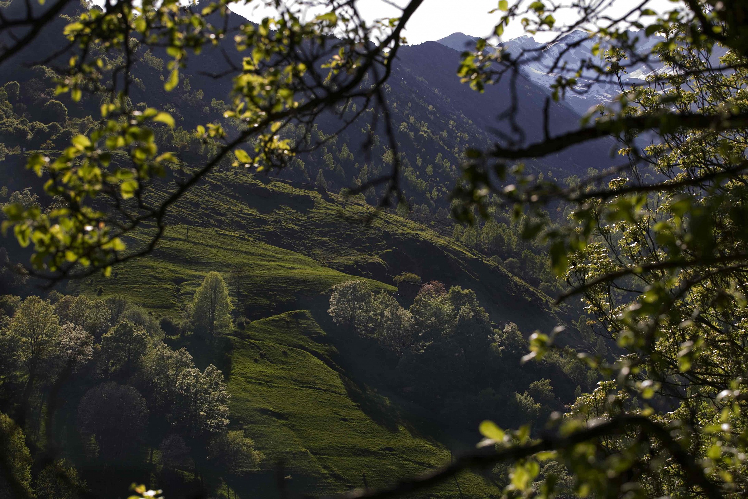 Walloon ricciavré 2