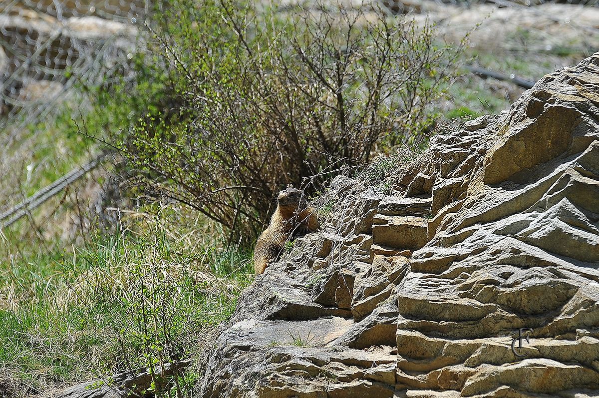 Marmotta