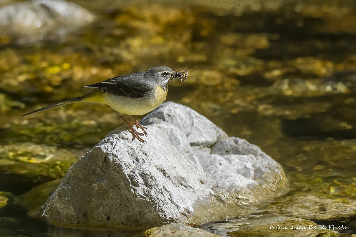 Motacilla cinerea Tunstall, 1771