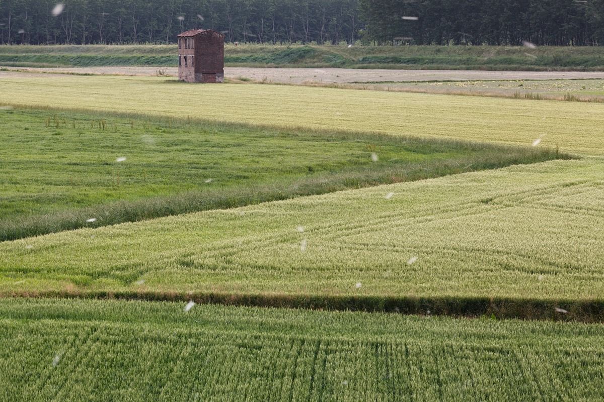 Dancing in the Green