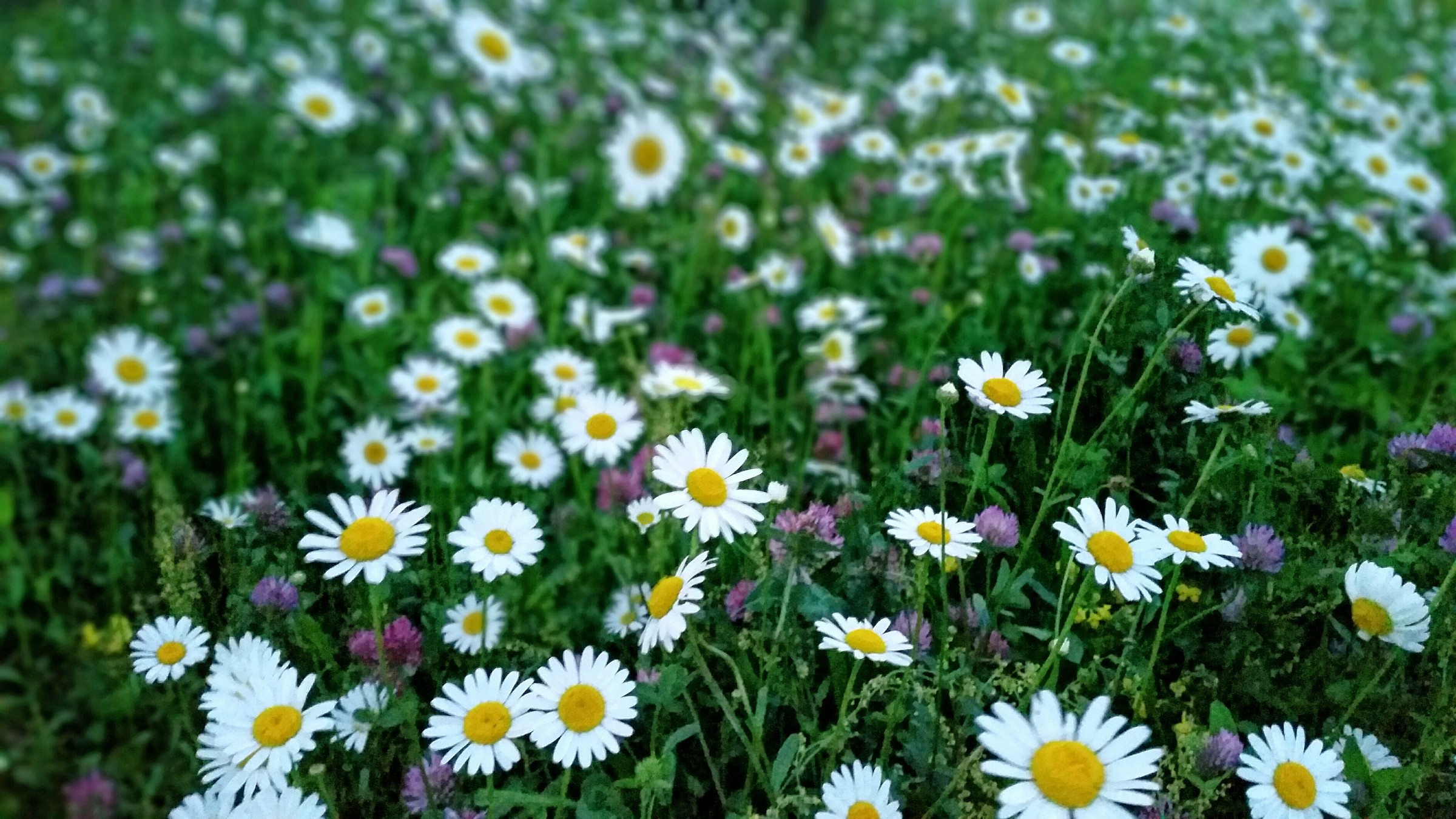 depth of field of daisies