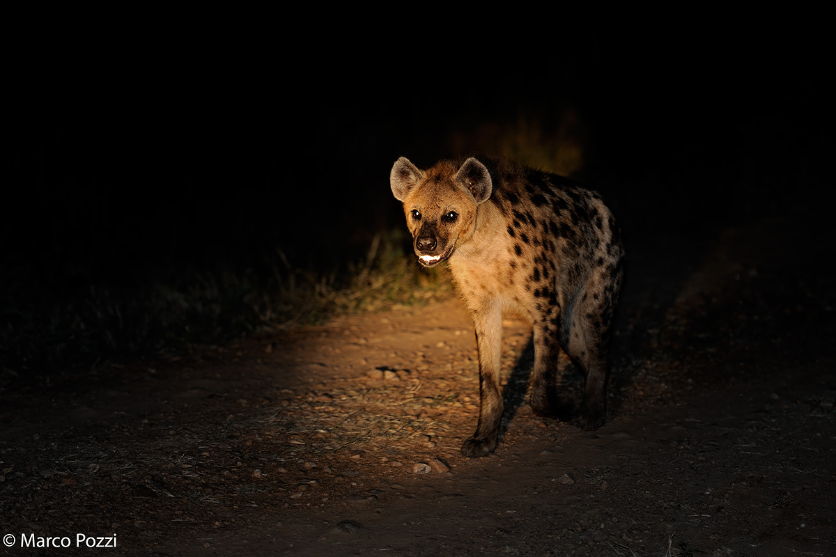 Hyena by night
