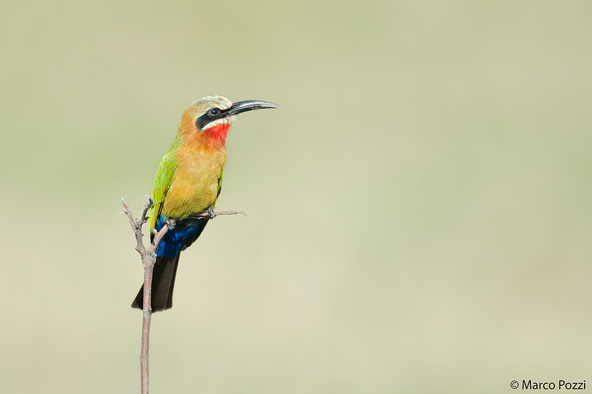 White-fronted Bee-eater