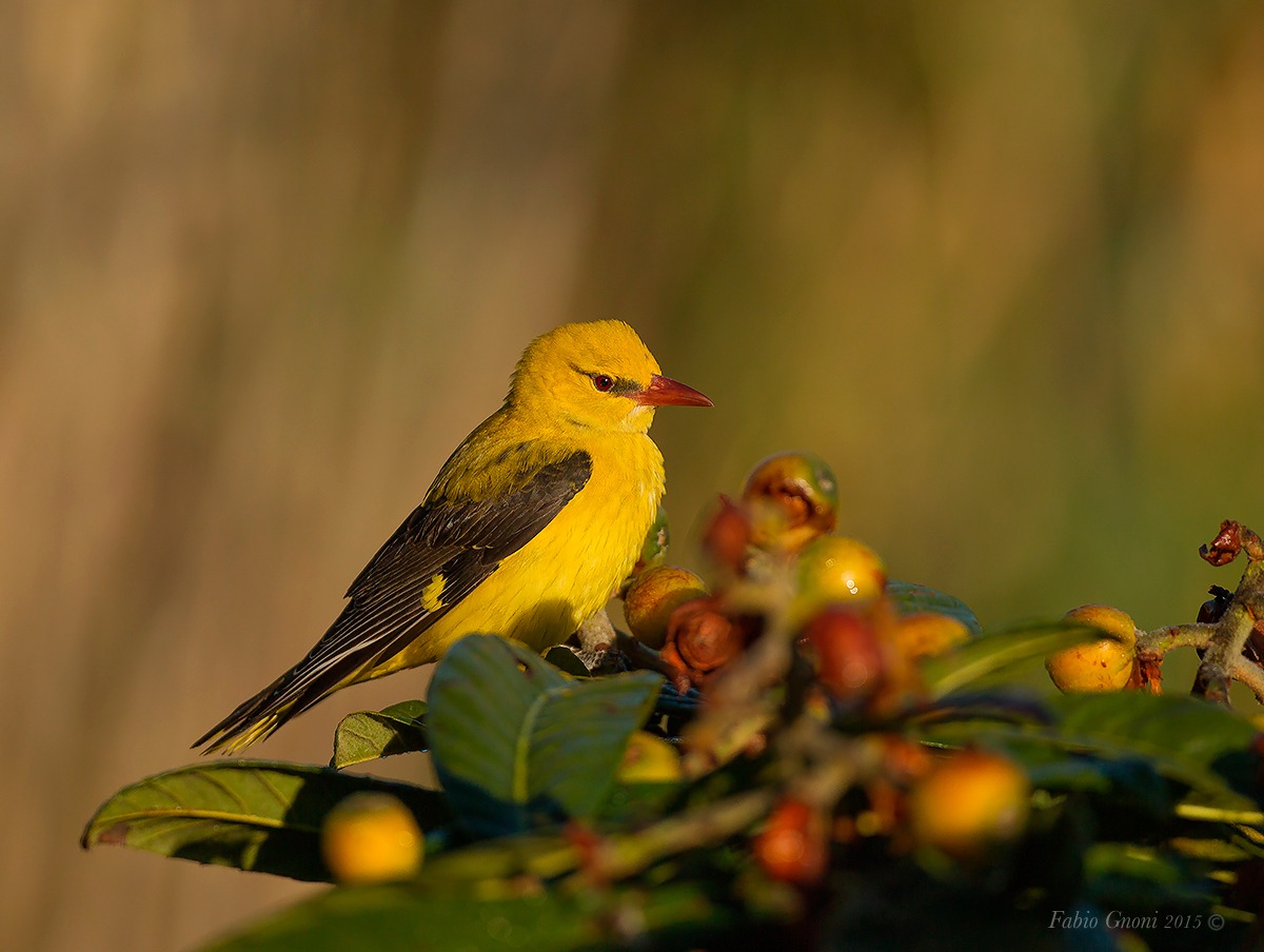Dawn of the Golden Oriole