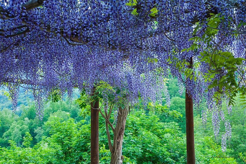 Wisteria