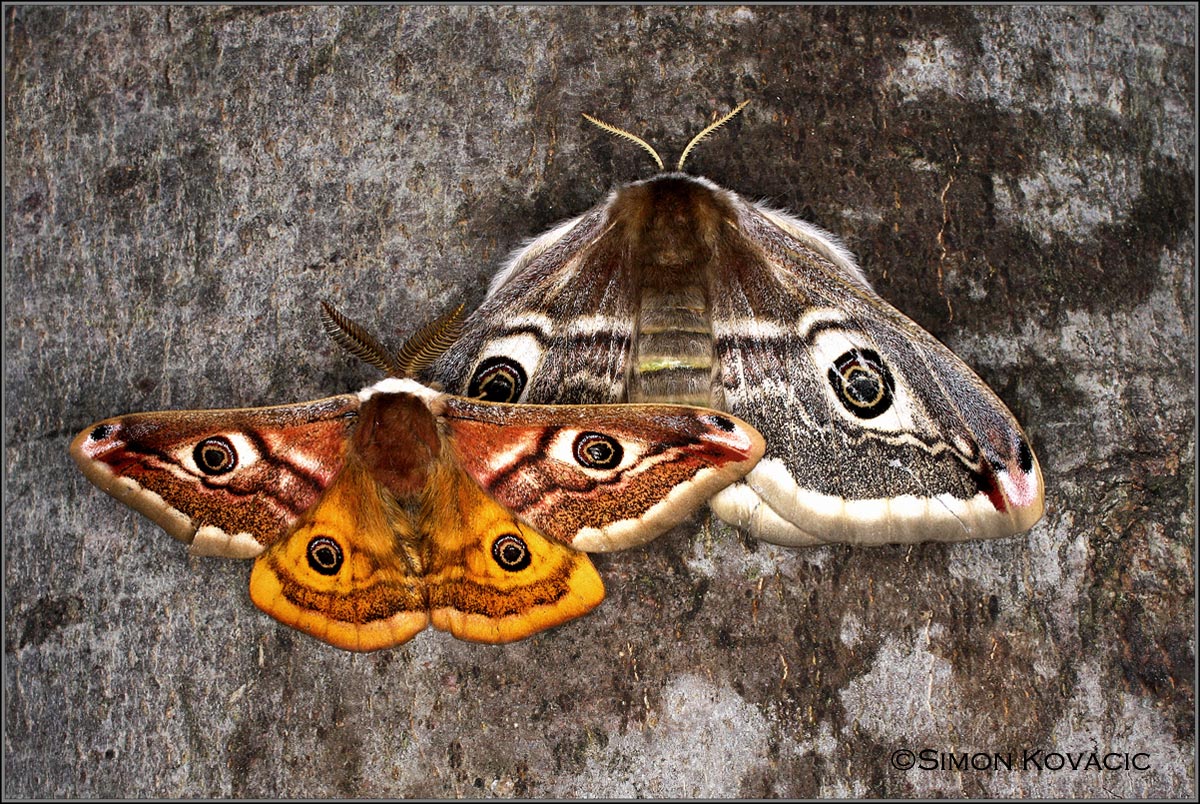 Saturnia pavoniella - couple