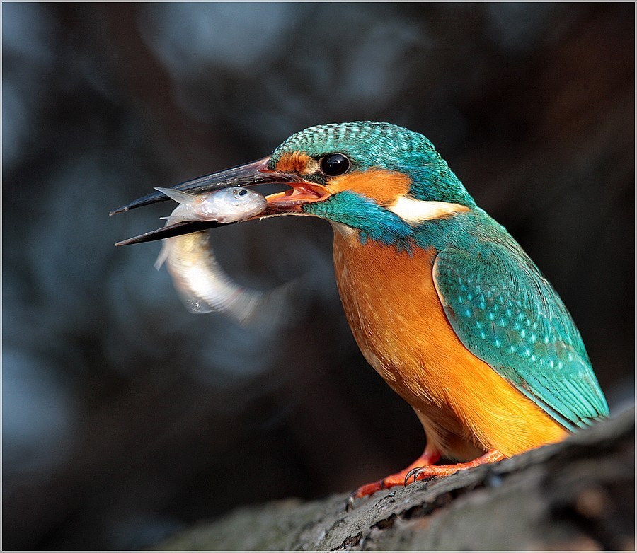 martin pescatore,,canon 300mm,2.8,, capanno fisso