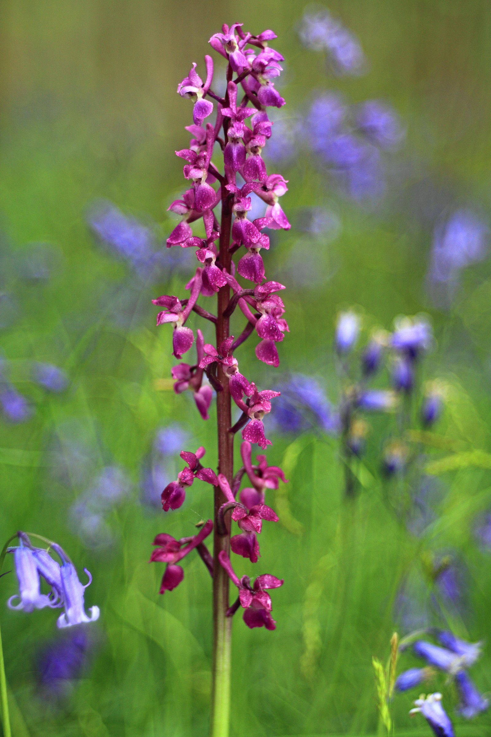 Orchis mascula 3