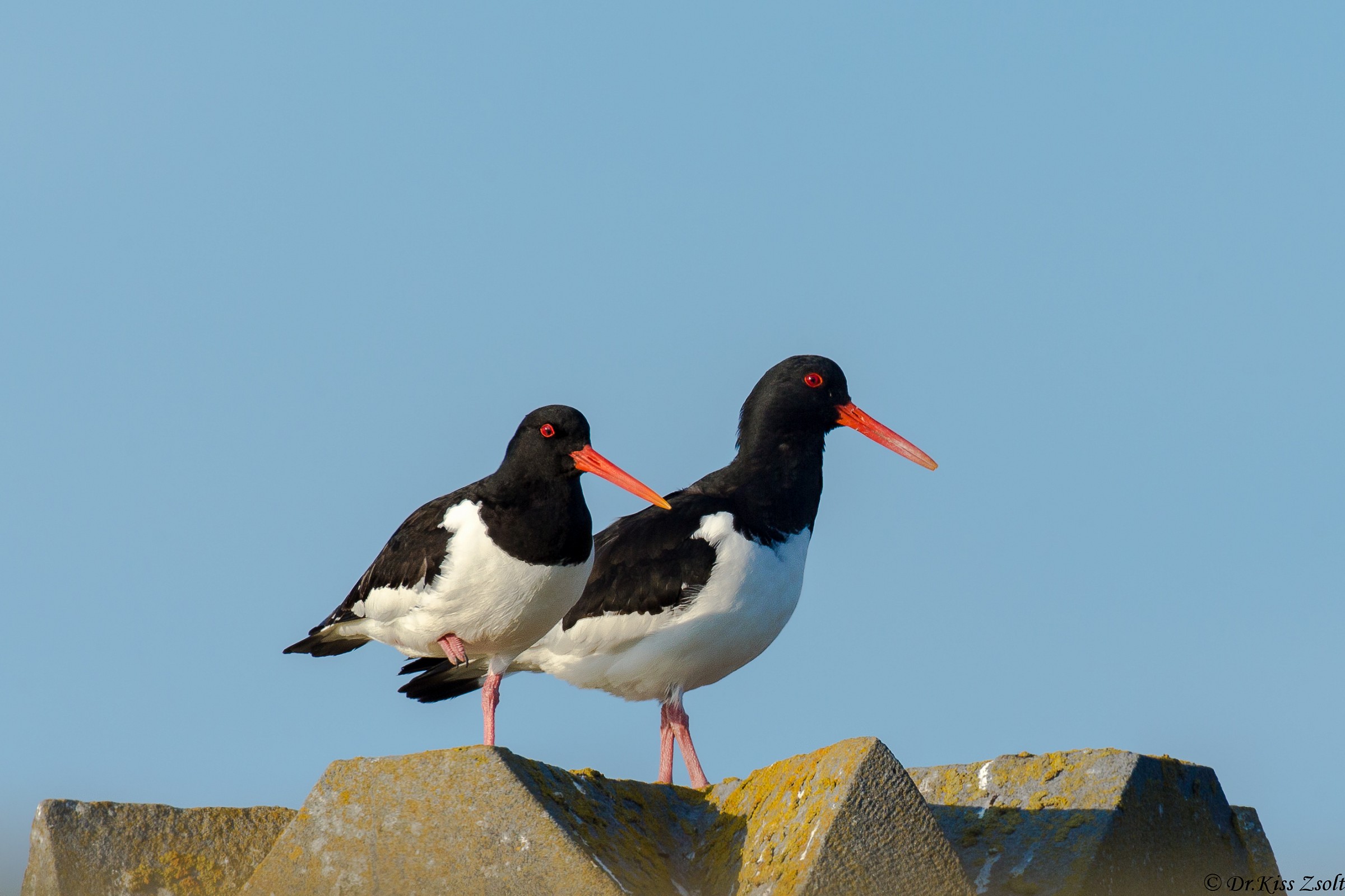 Oystercatcher pair