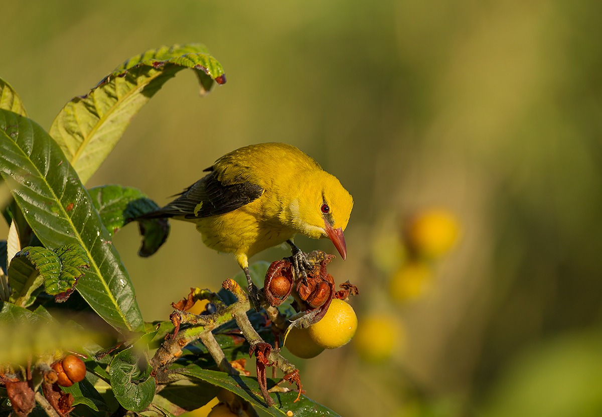 Dawn of the Golden Oriole
