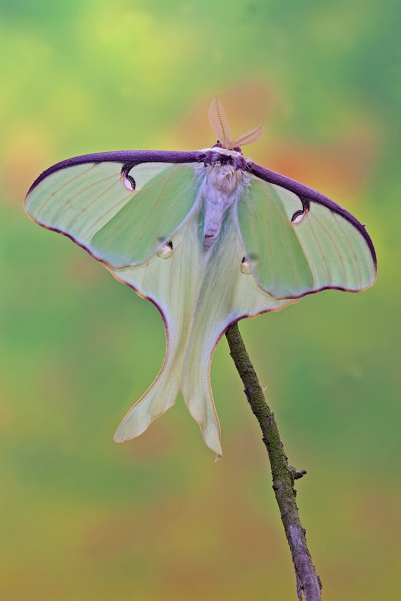Actias luna