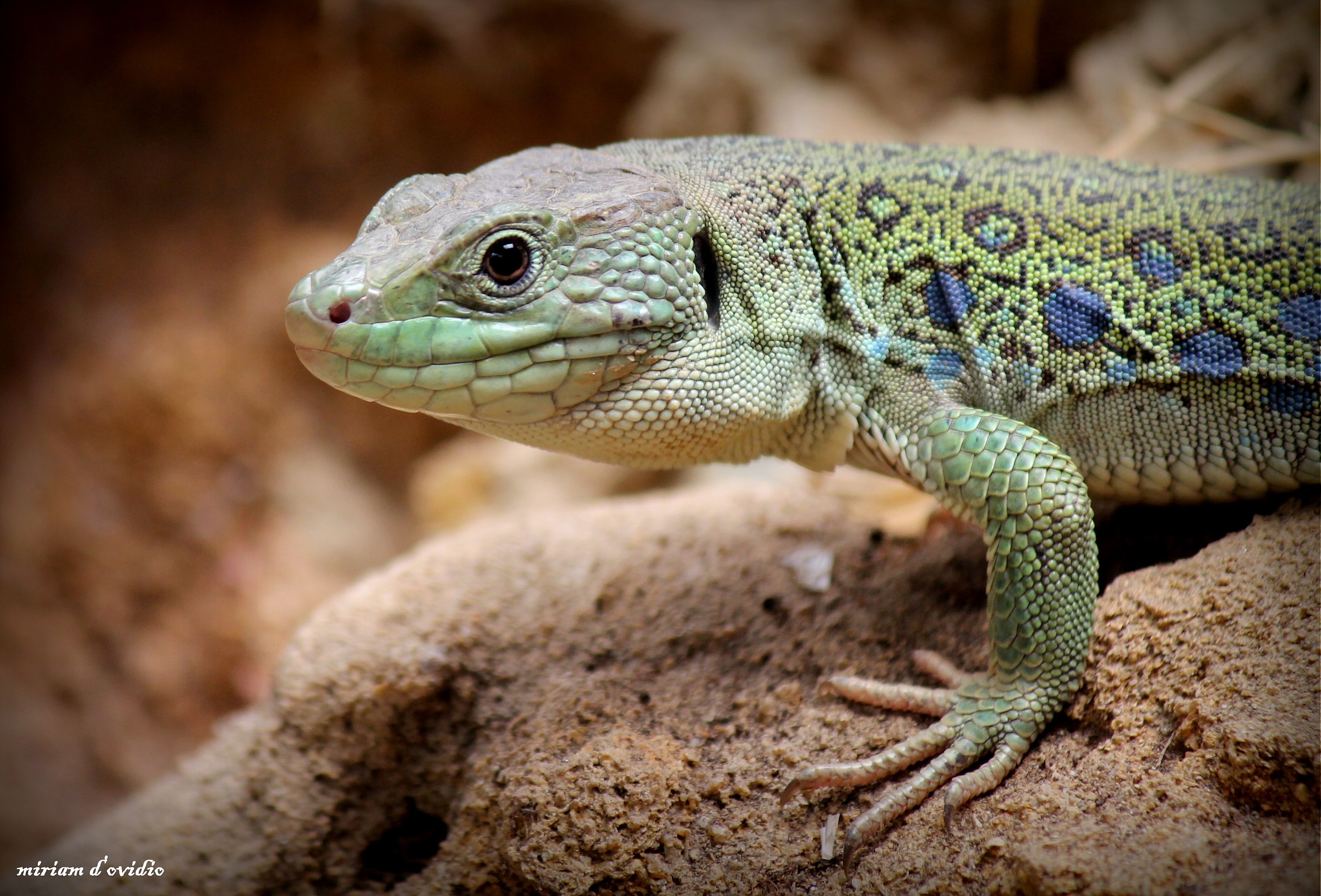 Oasis of Sant'Alessio July 2014