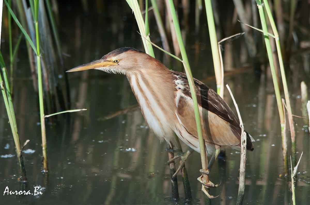 Bittern female