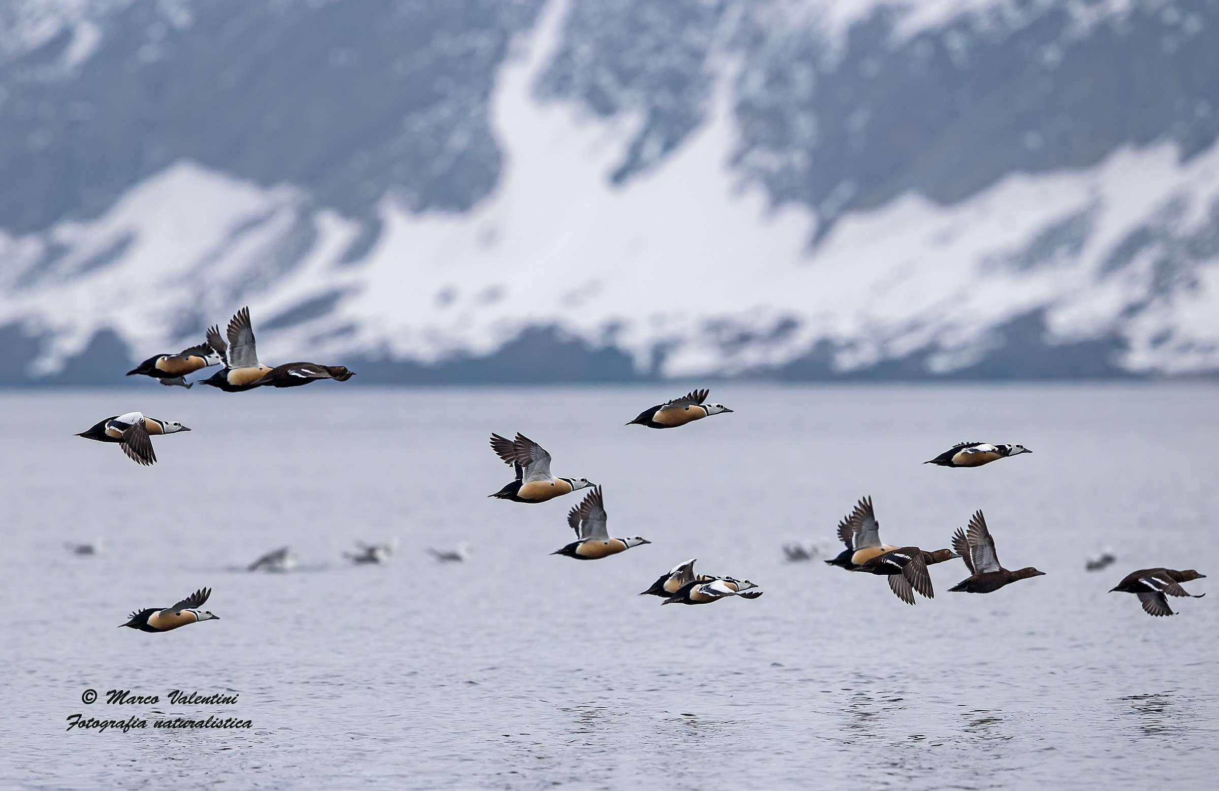 Voli sull'Artico - Edredoni di Steller