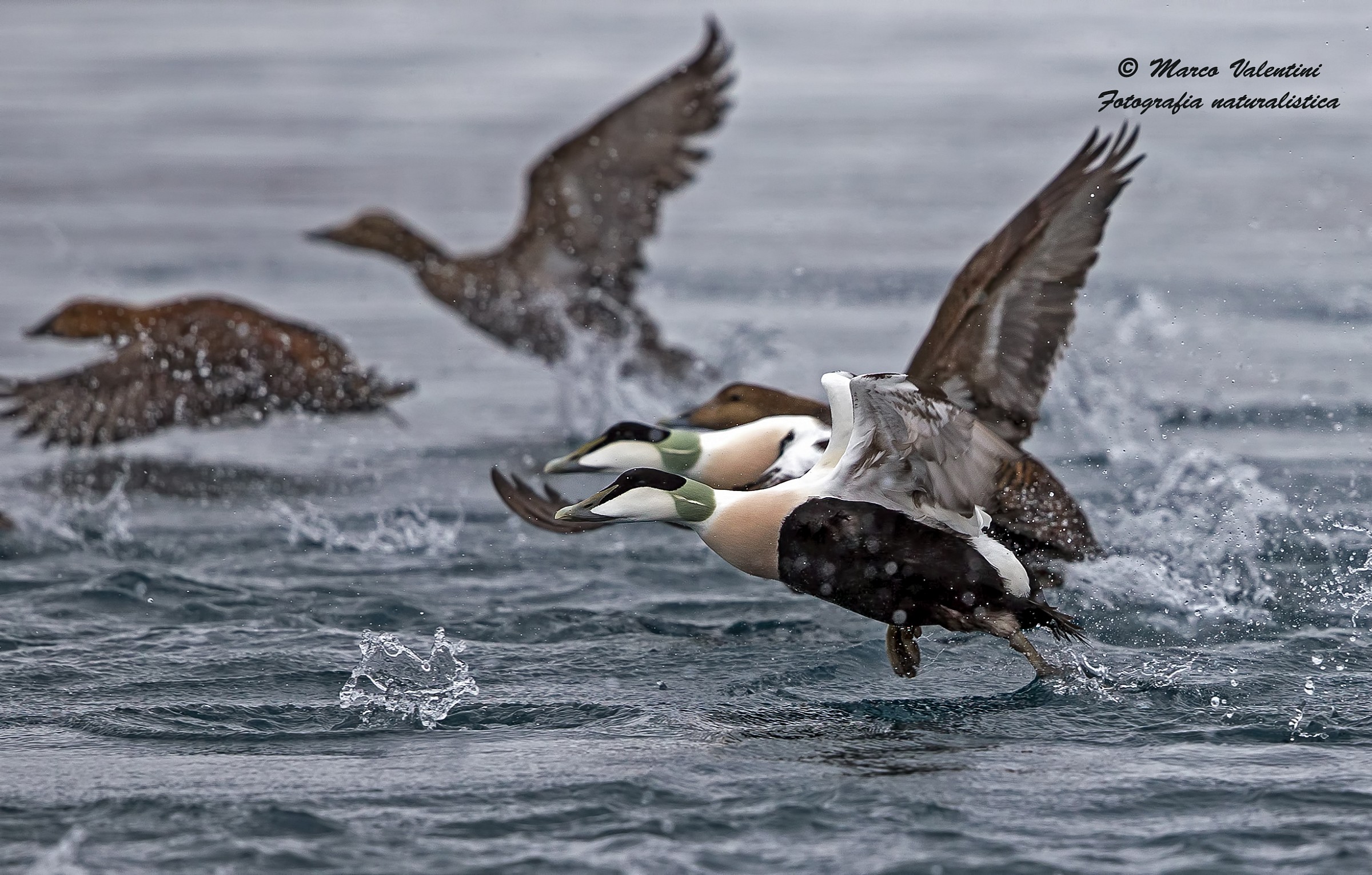 Flight of eiders