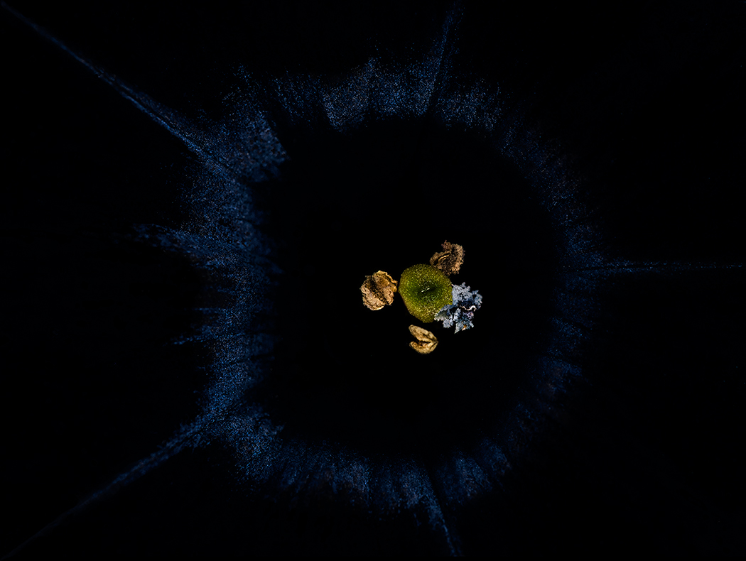 Inside a black petunia