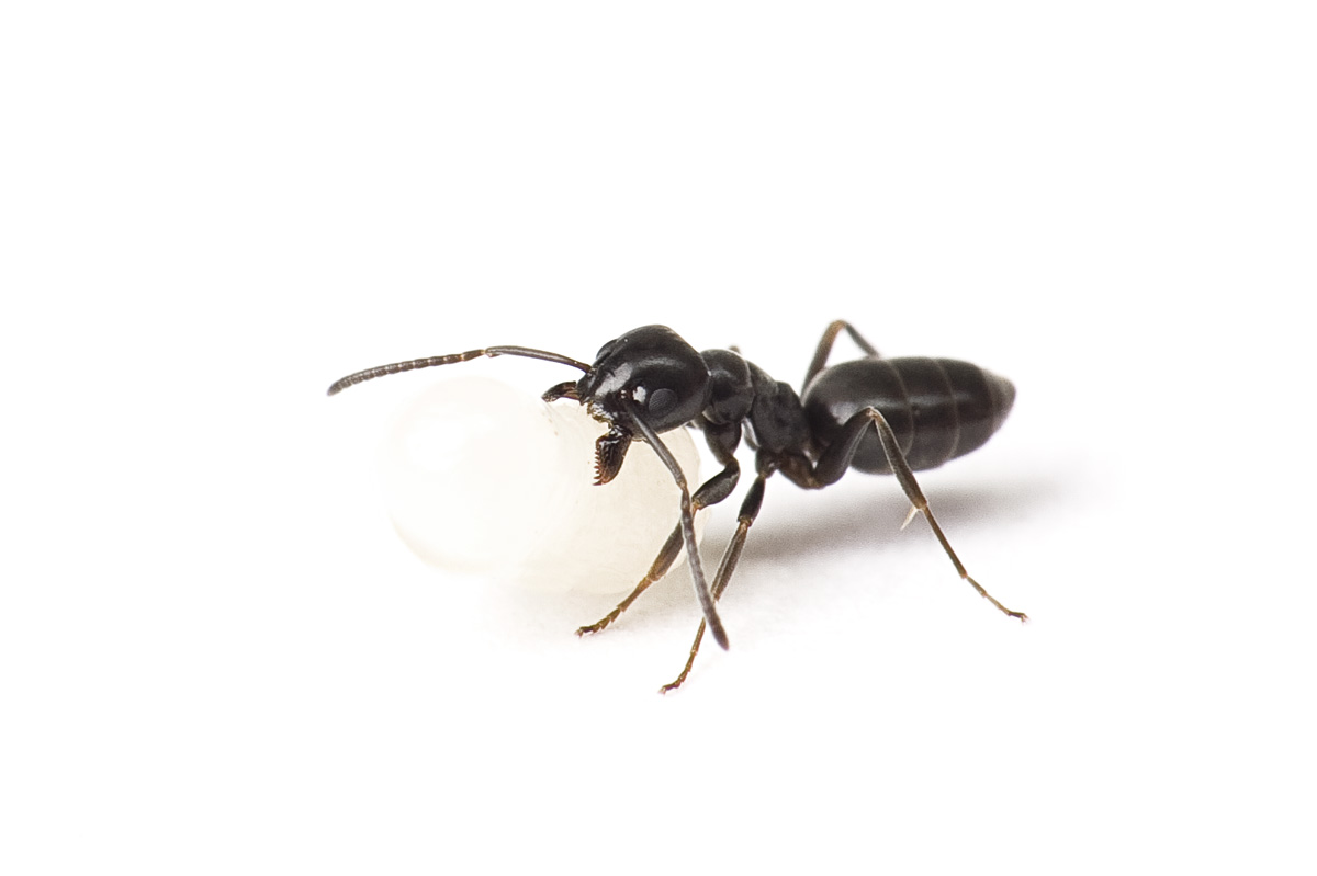 Formichina con Larva